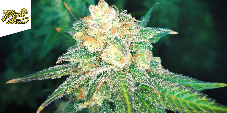 Super Silver Haze (Greenhouse Seeds)